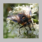 Phasia hemiptera - Raupenfliege m04.jpg